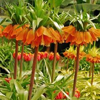 Рябчик императорский Аврора (Fritillaria imperialis Aurora), 1 шт (разбор 22/24)