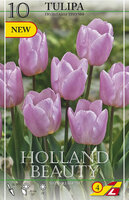Тюльпан Холланд Бьюти (Holland Beauty), 10 шт (разбор 12/14)