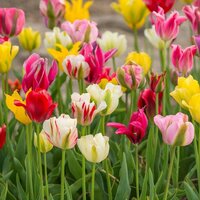 Тюльпан зеленоцветный смесь (Tulipa Viridiflora Mixed), 10 шт (разбор 12/14)