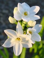 Нарцисс Пейпер Уайт (Narcissus tazetta Paperwhite), 5 шт (разбор 15/16)