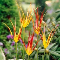 Тюльпан Корнута = Акумината (acuminata syn. Tulipa Cornuta), 5 шт