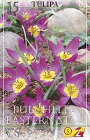 Тюльпан пульчелла Истерн Стар (pulchela Eastern Star), 15 шт