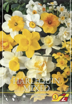 Нарцисс разные виды смесь (Narcissus Mix), 50 шт - картинка 1