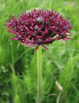 Аллиум Атропурпуреум (Allium atropurpureum), 5 шт (разбор 10/12) - картинка 3