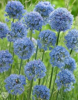 Аллиум Голубой (Allium caeruleum), 25 шт (разбор 5/6) - картинка 4