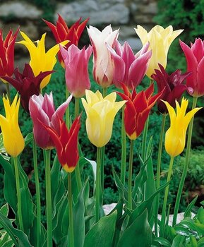 Тюльпан лилиецветный смесь (Tulipa Lily-flowered Mixed), 10 шт (разбор 12/14) - картинка 2