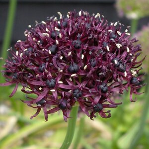 Аллиум Атропурпуреум (Allium atropurpureum), 5 шт (разбор 10/12) - картинка 2