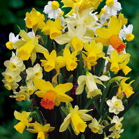 Нарцисс ботанический смесь (Botanical Narcissi mixed), 30 шт