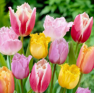 Тюльпан бахромчатый смесь сортов (Tulipa Fringed Mixed), 10 шт (разбор 12/14) - картинка 1