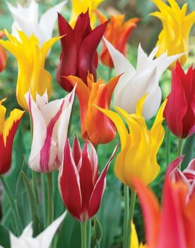 Тюльпан лилиецветный смесь (Tulipa Lily-flowered Mixed), 10 шт (разбор 12/14) - картинка 1