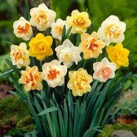 Нарцисс махровый смесь сортов (Narcissus Double Mixed), 25 шт