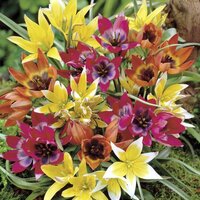Тюльпан Ботанический смесь (Botanical Tulips mixed), 25 шт