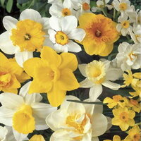 Нарцисс разные виды смесь (Narcissus Mix), 25 шт