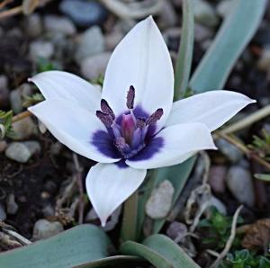 Тюльпан хумилис Альба Коэрулея Окулата (humilis Alba Coerulea Oculata), 5 шт (разбор 6/7) - картинка 4