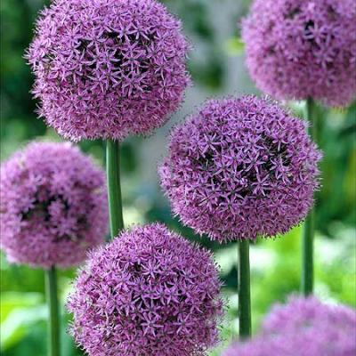 Аллиум Гладиатор (Allium Gladiator), 1 шт (разбор 20/22)