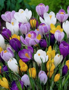 Крокус ботанический смесь (Crocus species Mixed), 25 шт (разбор 5/7) - картинка 2