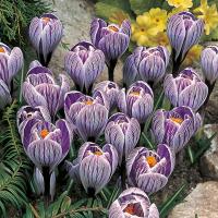 Крокус Пиквик (Pickwick), 25 шт