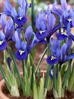 Ирис ретикулата Хармони (Iris reticulata Harmony), 20 шт (разбор 6/7)