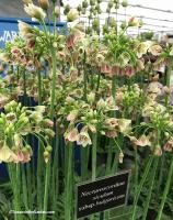 Аллиум Болгарский (Nectaroscordum siculum), 5 шт (разбор 10/11)
