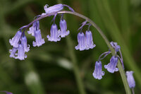 Гиацинтоидес Нон-скрипта (Hyacinthoides non-scripta), 15 шт (разбор 7/8)