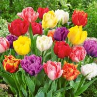 Тюльпан махровый смесь (Tulips double mixed), 5 шт (разбор 11/12)