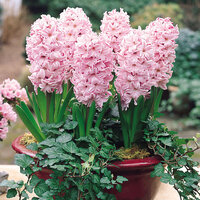 Гиацинт Фондант (Hyacinthus Fondant), 3 шт