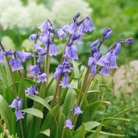 Гиацинтоидес Нон-скрипта (Hyacinthoides non-scripta), 15 шт (разбор 7/8)
