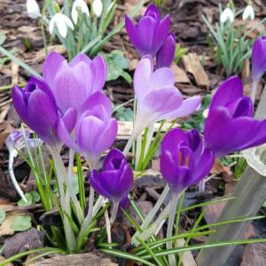 Крокус Барр'c Пепл (Barr's Purple), 25 шт (разбор 5/7) - картинка 3