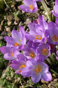 Крокус Барр'c Пепл (Barr's Purple), 25 шт (разбор 5/7) - картинка 4