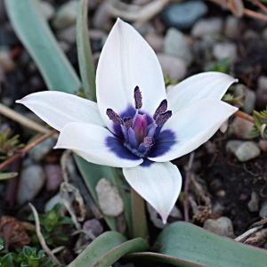 Тюльпан хумилис Альба Коэрулея Окулата (humilis Alba Coerulea Oculata), 5 шт (разбор 6/7) - картинка 6