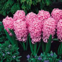 Гиацинт Пинк Перл (Pink Pearl), 3 шт (горшечный, разбор 18/19!)