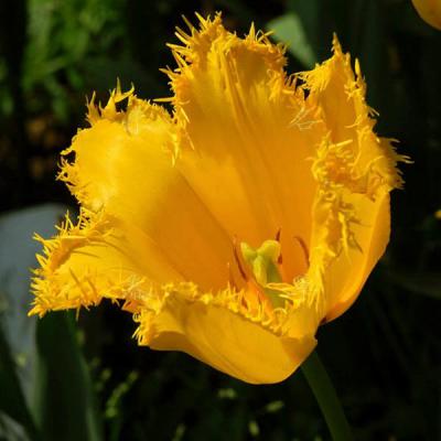 Тюльпан Гамильтон (Hamilton), 10 шт (разбор 12/14)