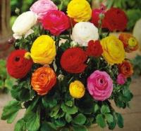 Ранункулюс Авив смесь (Ranunculus Aviv mixed), 15 шт (разбор 7/8)