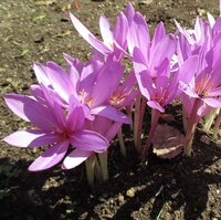 Колхикум Джайент  (Colchicum Giant), 1 шт (разбор 20/22)