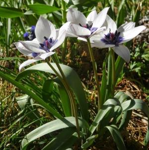 Тюльпан хумилис Альба Коэрулея Окулата (humilis Alba Coerulea Oculata), 5 шт (разбор 6/7) - картинка 3